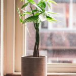 Pachira Aquatica: De Perfecte Kamerplant voor een Groene Oase in Huis!